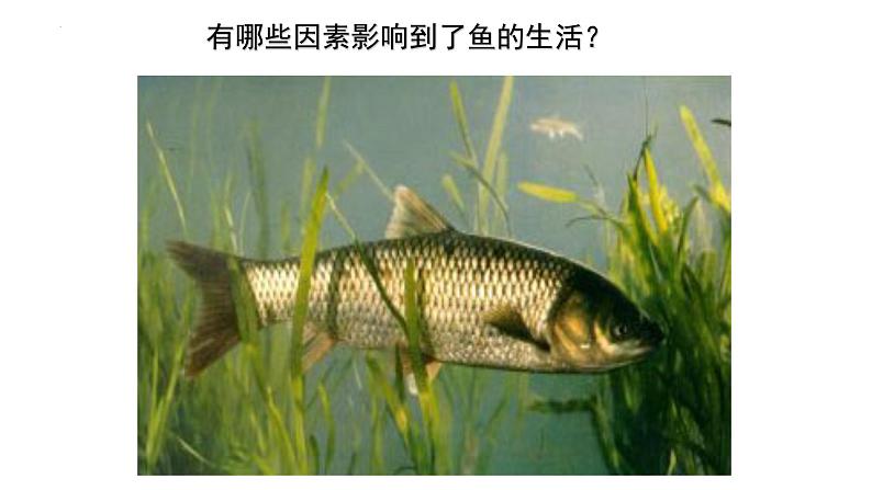1.1.2生物与环境的相互影响课件2023--2024学年北师大版生物七年级上册03