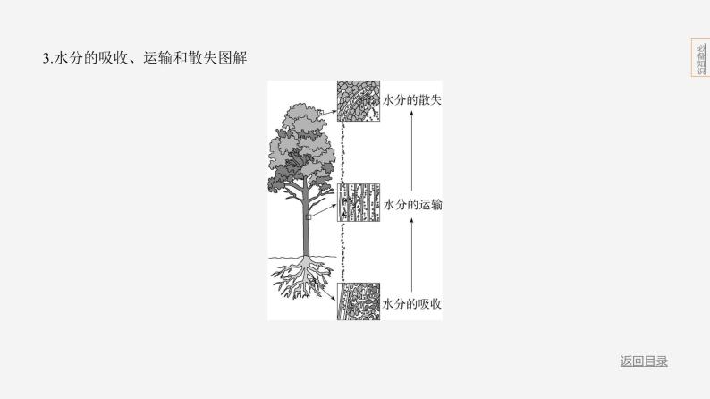 主题4 植物的生活--2024年中考 北京版初中生物 一轮复习课件07