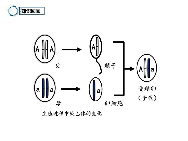 7.2.3++基因的显性和隐性++课件-2023-2024学年人教版生物八年级下册01