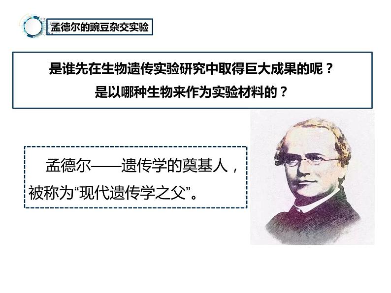 7.2.3++基因的显性和隐性++课件-2023-2024学年人教版生物八年级下册04
