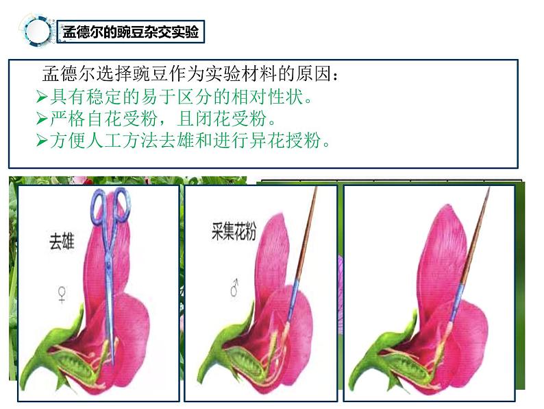 7.2.3++基因的显性和隐性++课件-2023-2024学年人教版生物八年级下册05