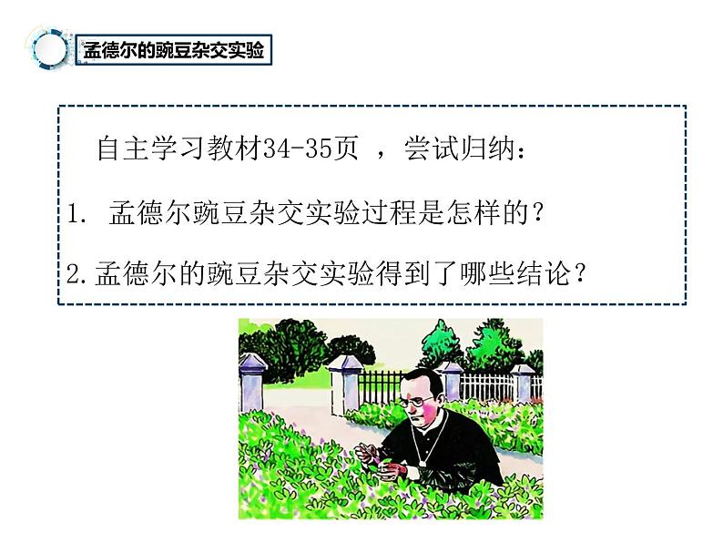 7.2.3++基因的显性和隐性++课件-2023-2024学年人教版生物八年级下册06
