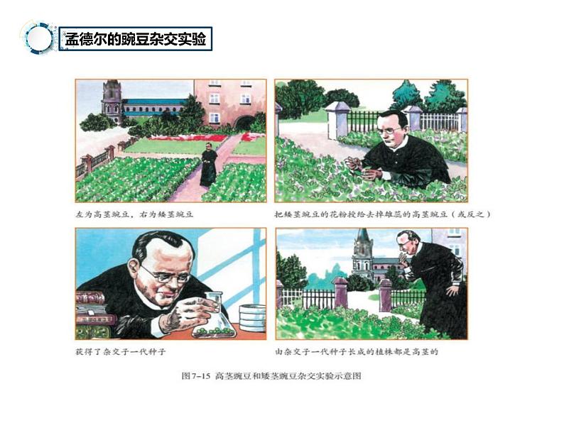 7.2.3++基因的显性和隐性++课件-2023-2024学年人教版生物八年级下册07