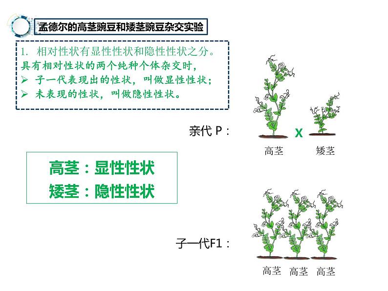 7.2.3++基因的显性和隐性++课件-2023-2024学年人教版生物八年级下册08