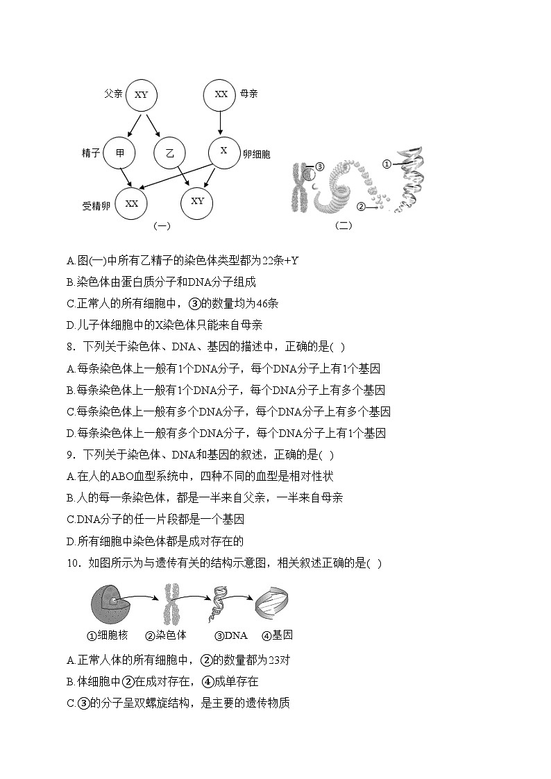 (2)生物的遗传与变异——2023-2024学年八年级下册生物人教版单元测评卷(B卷)(含答案)03
