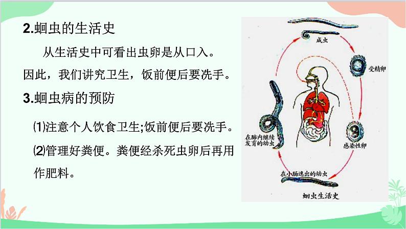 人教版生物八年级上册 第五单元第一章第二节 线形动物和环节动物课件第6页