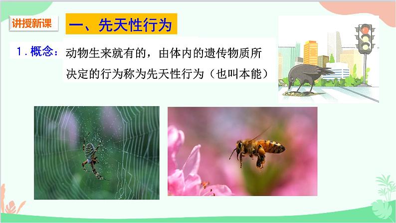人教版生物八年级上册 第五单元第二章第二节 先天性行为和学习行为课件第4页