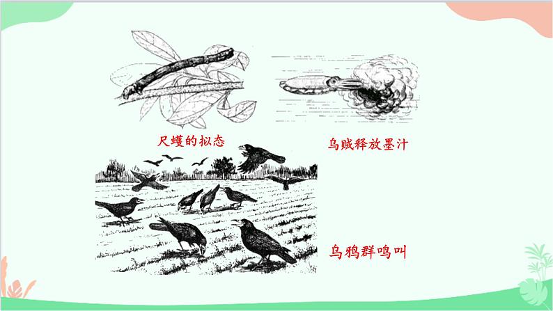 人教版生物八年级上册 第五单元第二章第二节 先天性行为和学习行为课件第7页