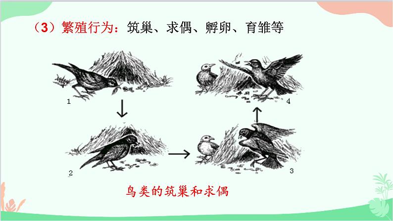 人教版生物八年级上册 第五单元第二章第二节 先天性行为和学习行为课件第8页