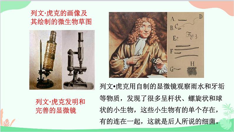 人教版生物八年级上册 第五单元第四章第二节 细菌课件第6页