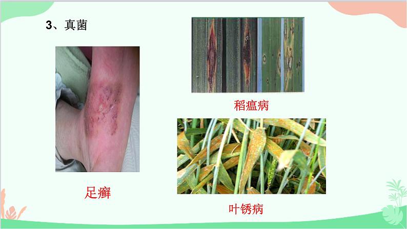 人教版生物八年级上册 第五单元第四章第四节 细菌和真菌在自然界中的作用课件第6页