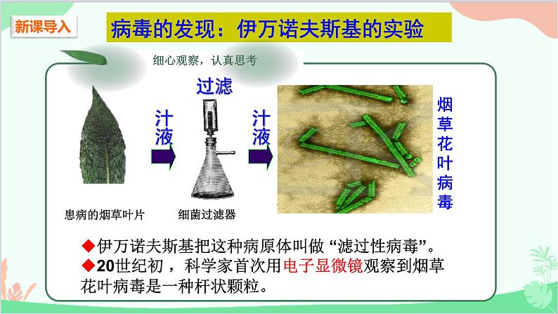 人教版生物八年级上册 第五单元第五章 病毒课件第2页