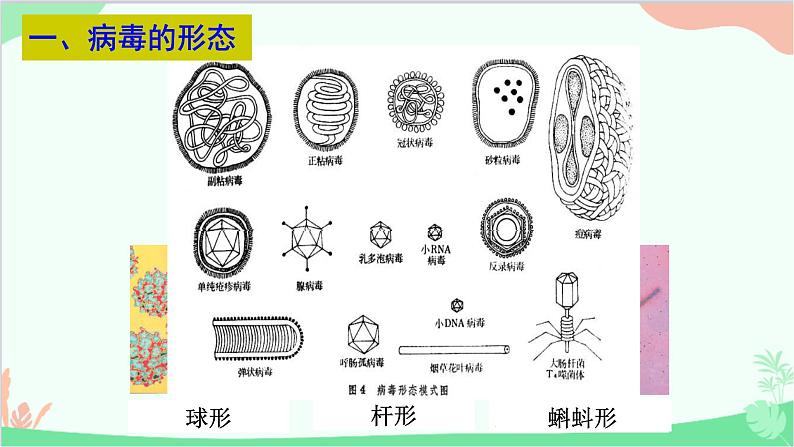 人教版生物八年级上册 第五单元第五章 病毒课件第4页