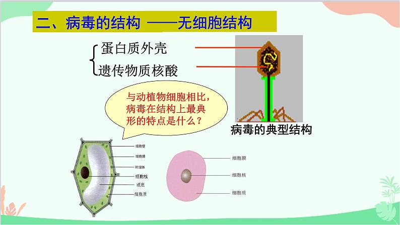 人教版生物八年级上册 第五单元第五章 病毒课件第5页