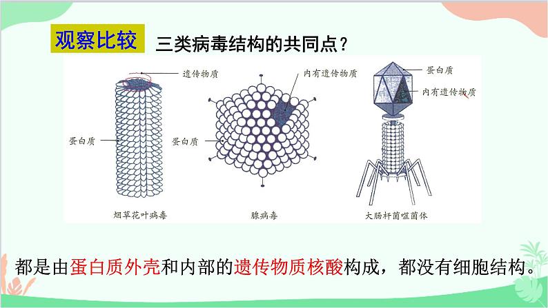人教版生物八年级上册 第五单元第五章 病毒课件第6页