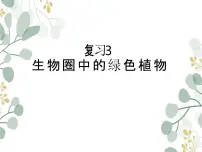 2024年中考一轮复习:生物圈中的绿色植物课件