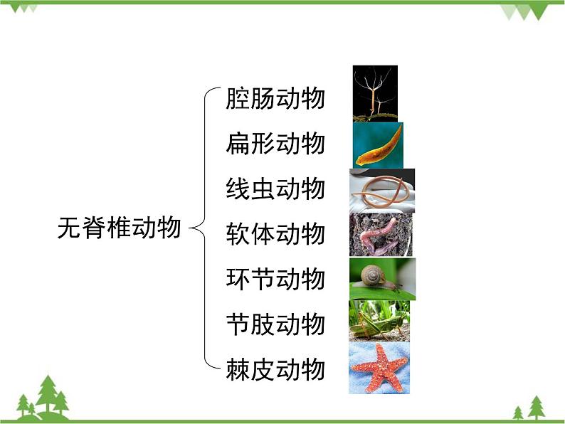 北师大版生物八年级下册 第22章 第4节 《动物的主要类群》课件2(第1课时)第5页