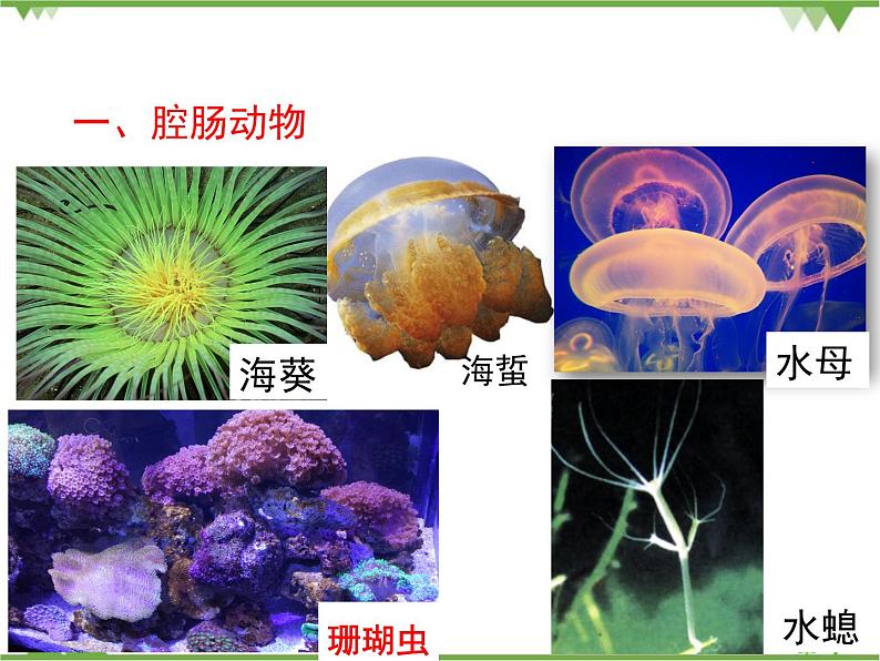 北师大版生物八年级下册 第22章 第4节 《动物的主要类群》课件2(第1课时)第6页
