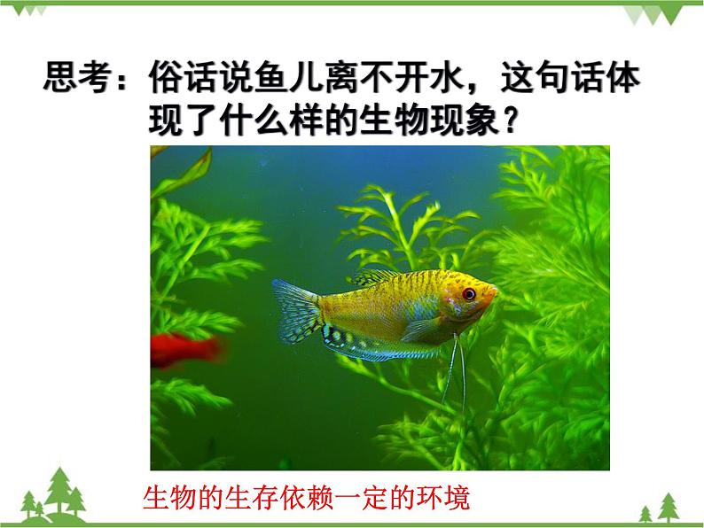 北师大版生物八年级下册 第23章 第1节 《生物的生存依赖一定环境》课件1第3页