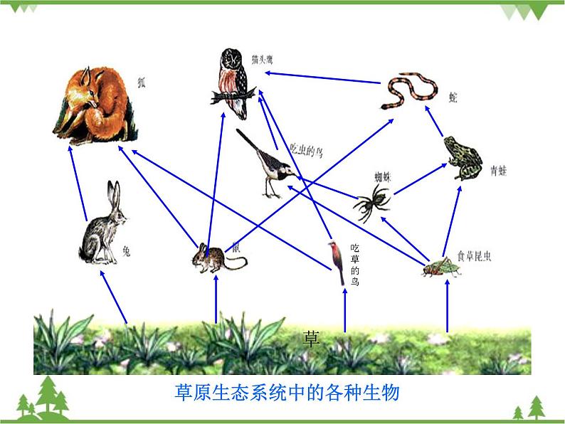 北师大版生物八年级下册 第23章 第3节 《生态系统的结构和功能》课件1第5页
