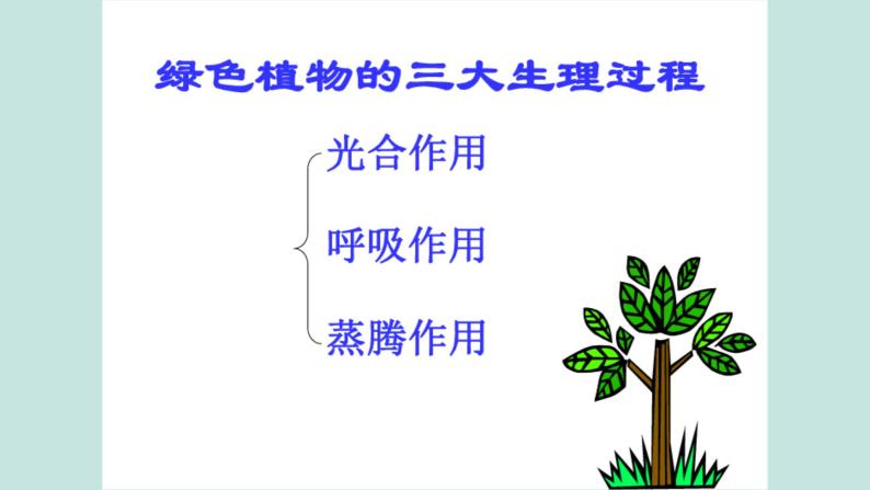 《绿色植物的三大生理过程》（复习课）课件02