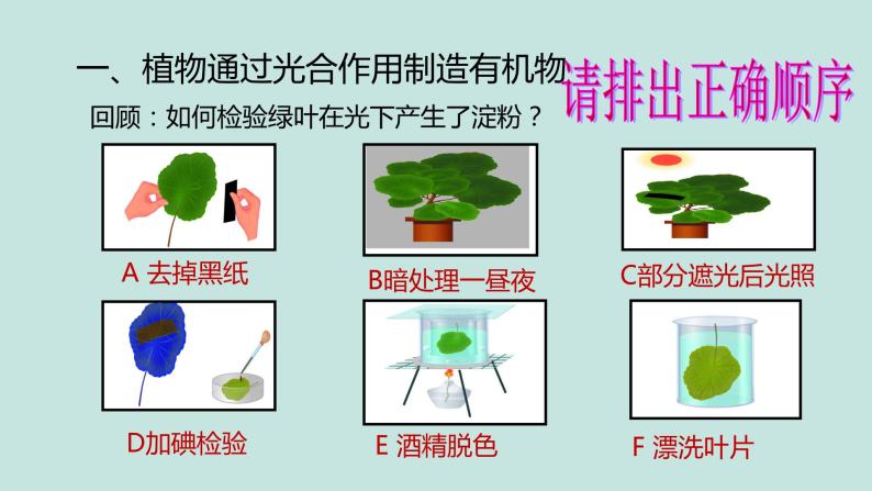 《绿色植物的三大生理过程》（复习课）课件04