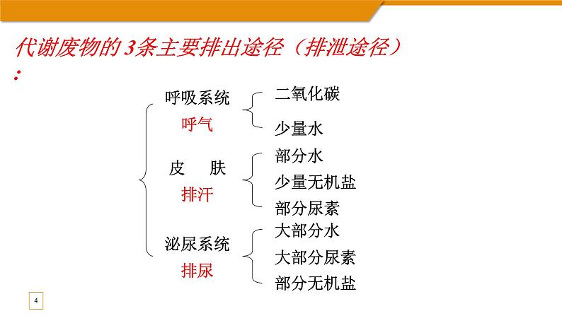尿液的形成和排出 第一课时 课件第4页
