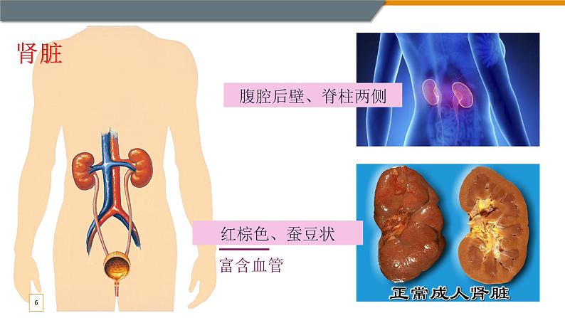尿液的形成和排出 第一课时 课件第6页
