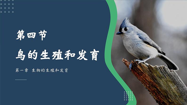 7.1.4鸟的生殖和发育课件2023-2024学年人教版生物八年级下册第1页