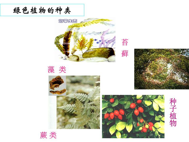 3.1.1+藻类、苔藓和蕨类植物课件2023--2024学年人教版生物七年级上册03
