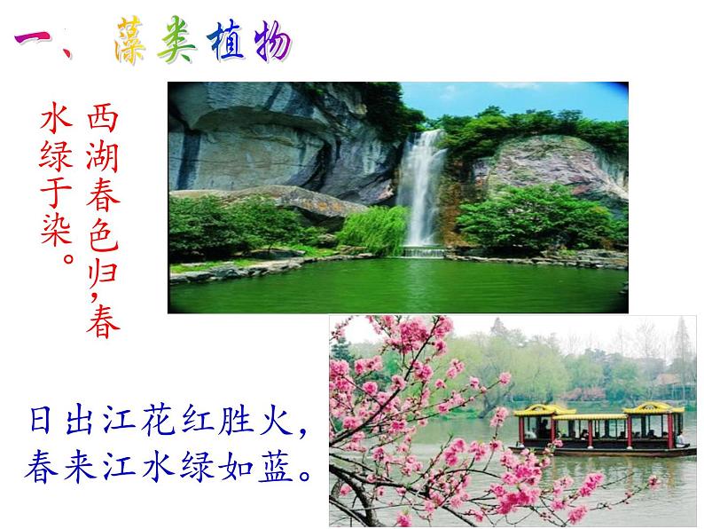 3.1.1+藻类、苔藓和蕨类植物课件2023--2024学年人教版生物七年级上册07