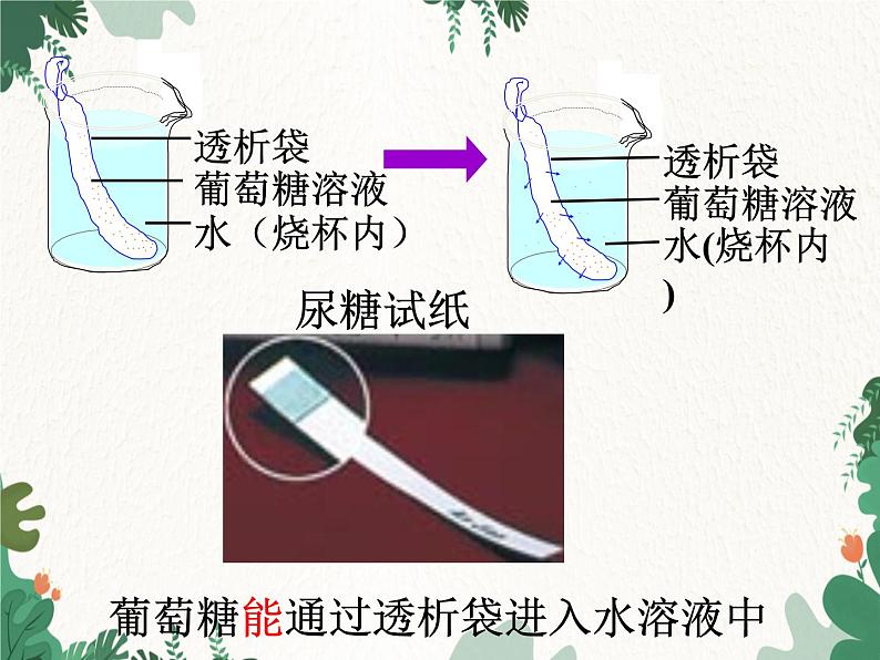 北师大版生物七年级下册 第8章 第2节 《食物的消化和营养物质的吸收》课件06