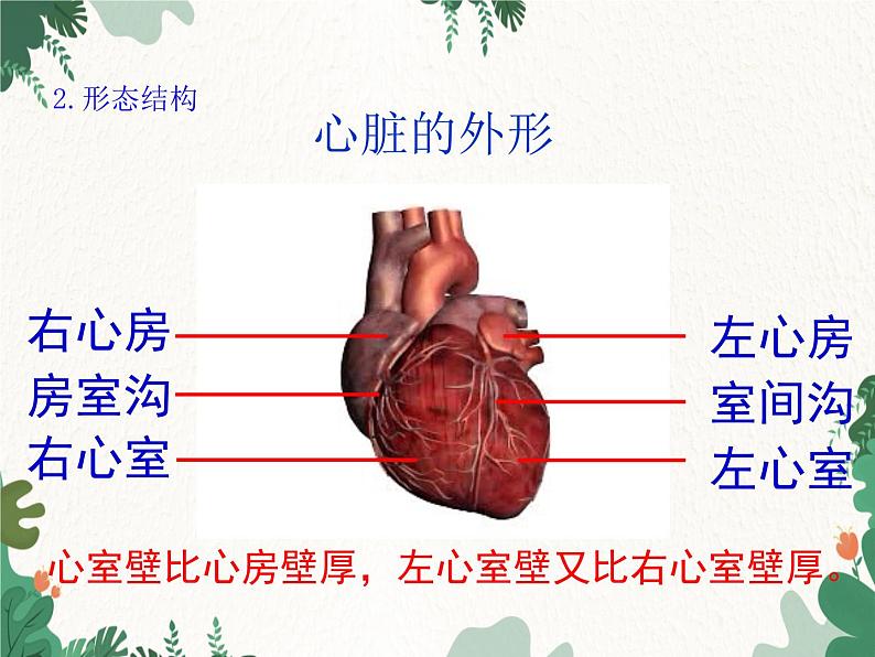 北师大版生物七年级下册 第9章 第2节 《血液循环》课件(第2课时)第5页