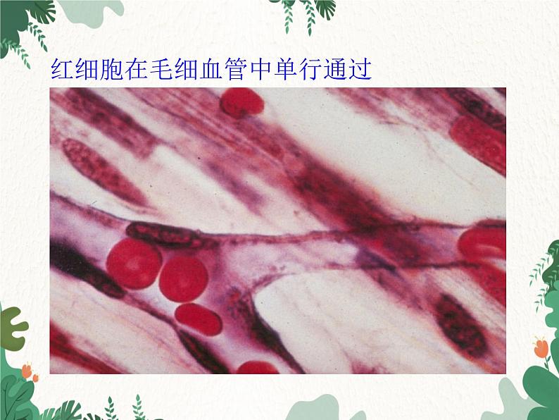 北师大版生物七年级下册 第9章 第2节 《血液循环》课件(第3课时)第7页