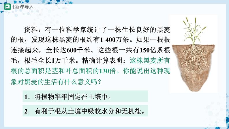 3.2.2+植株的生长(教学课件) (人教版)第3页