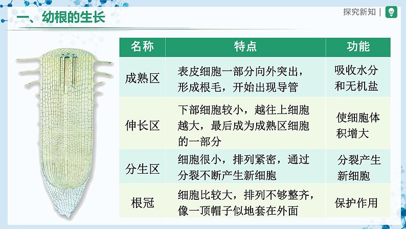 3.2.2+植株的生长(教学课件) (人教版)第7页