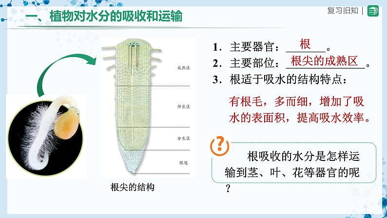 人教版七上生物 3.3 绿色植物与生物圈的水循环(第2课时) 课件+教案+练习+导学案03