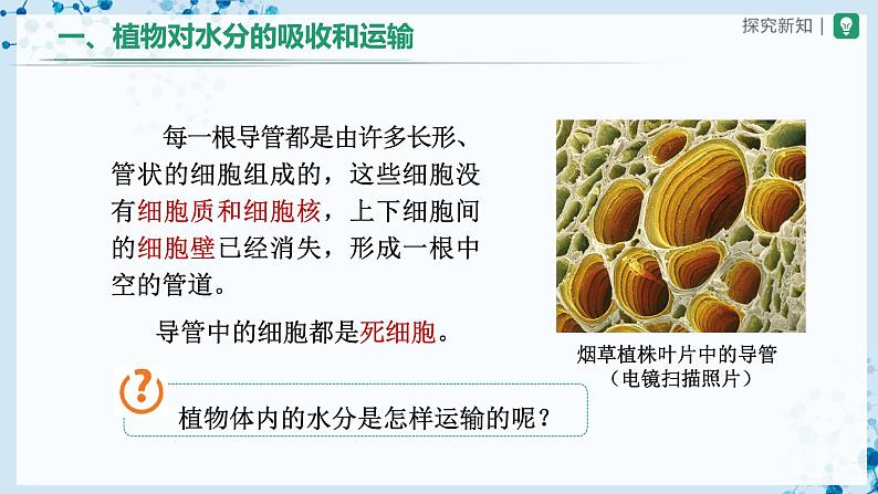 人教版七上生物 3.3 绿色植物与生物圈的水循环(第2课时) 课件+教案+练习+导学案07