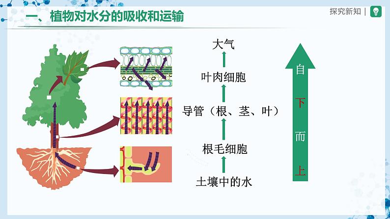 人教版七上生物 3.3 绿色植物与生物圈的水循环(第2课时) 课件+教案+练习+导学案08