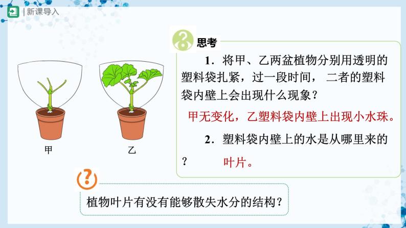 【人教版】七上生物   3.3 绿色植物与生物圈的水循环（第1课时）（课件+教案+导学案+练习）02