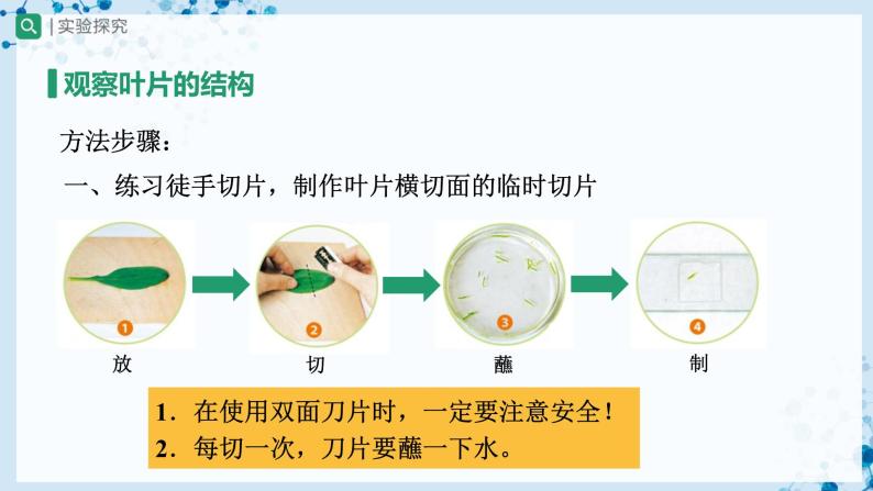 【人教版】七上生物   3.3 绿色植物与生物圈的水循环（第1课时）（课件+教案+导学案+练习）04