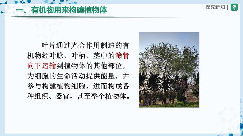 人教版七上生物 3.4 绿色植物是生物圈中有机物的制造者(第2课时) 课件+教案+练习+导学案05