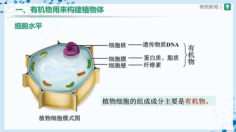 人教版七上生物 3.4 绿色植物是生物圈中有机物的制造者(第2课时) 课件+教案+练习+导学案06