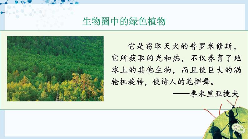3.1.1+藻类、苔藓和蕨类植物(教学课件) (人教版)第2页