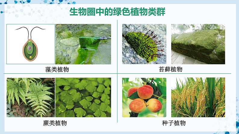 3.1.1+藻类、苔藓和蕨类植物(教学课件) (人教版)第3页