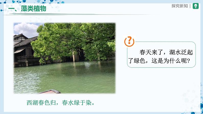 3.1.1+藻类、苔藓和蕨类植物(教学课件) (人教版)第4页