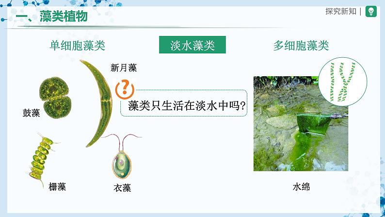 3.1.1+藻类、苔藓和蕨类植物(教学课件) (人教版)第5页