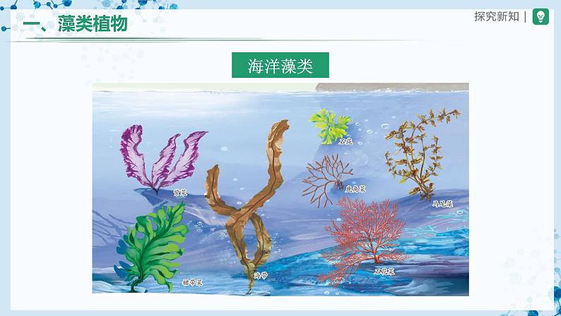 3.1.1+藻类、苔藓和蕨类植物(教学课件) (人教版)第6页