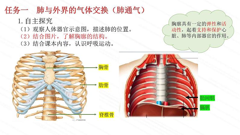 3.2.2+人体内能量的利用课件2023--2024学年济南版生物七年级下册第7页