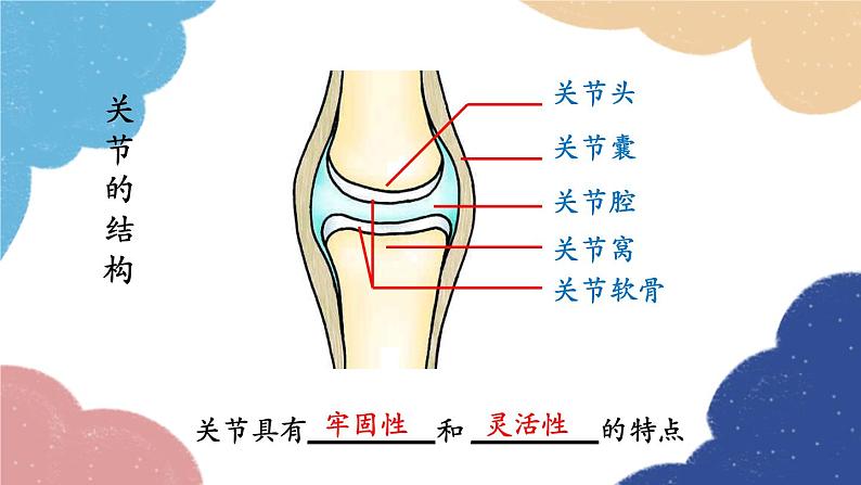 人教版生物八年级上册 5.2.1 动物的运动课件07